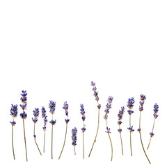 Fototapeta premium lavender background