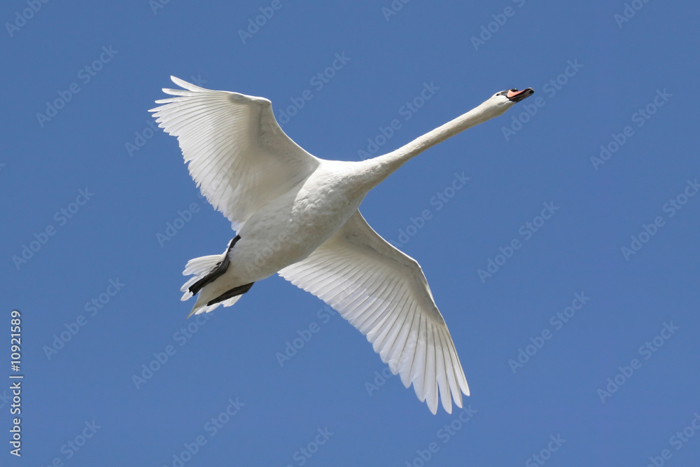 Fototapete Mute Swan (Cygnus olor) In Flight