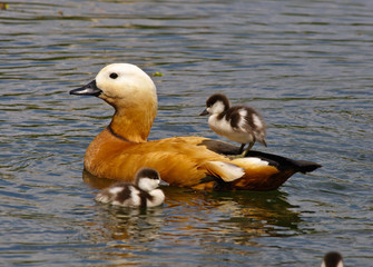 Ruddy Shelduck (Tadorna ferruginea)