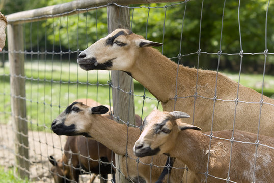 neugierige Ziegen