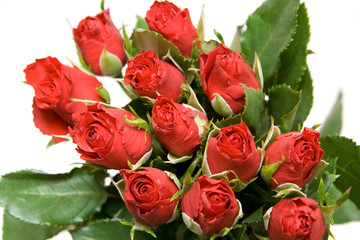 red roses isolated on white. valentine's day