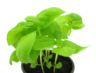 Basil plant in flowerpot