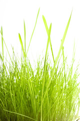 Fototapeta na wymiar Green Grass isolated on white background
