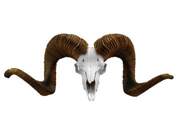 animal skull with big horn isolated