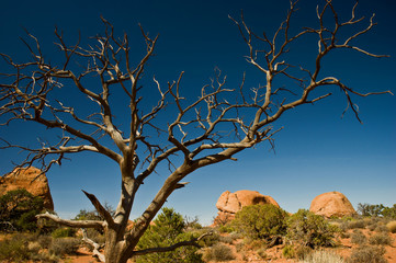 Bare tree in the desert