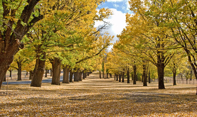 Naklejka premium autumn in the park