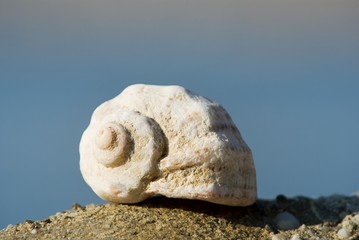 marine shell