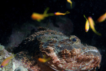 Fototapeta na wymiar Red Sea Diving