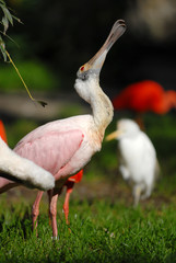 rosalöffler, sichler, ibis, vogel