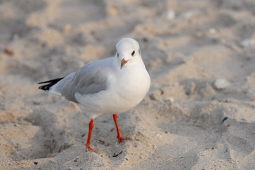 lachmöwe, möwe, vogel, sand