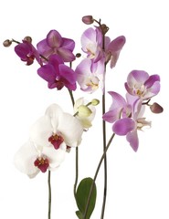 Naklejka na ściany i meble some orchids