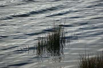 Schilfgras