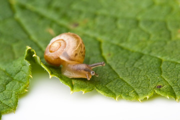 Garden snail