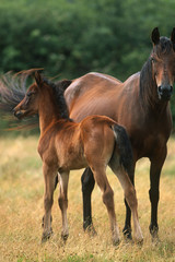 Fototapeta premium cheval arabe et son poulain dans un champ