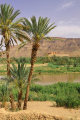 Fototapeta premium Oasis Tamnougalt in Draa Valley, Morocco