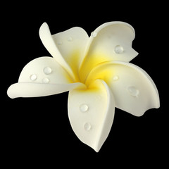 gouttes d'eau sur fleur blanche de frangipanier avec  fond noir