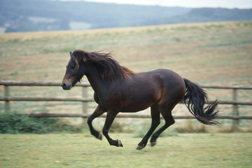 poney de race dartmoor au galop