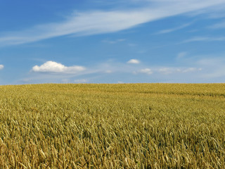 Meadow with lot of crop