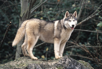 siberian husky de profil sur un rocher