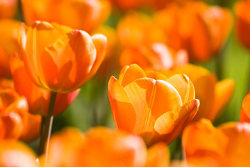 Orange tulips in spring