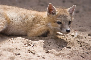 Young swift fox looking
