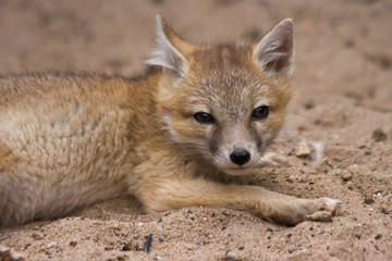 Young swift fox looking - 10932768
