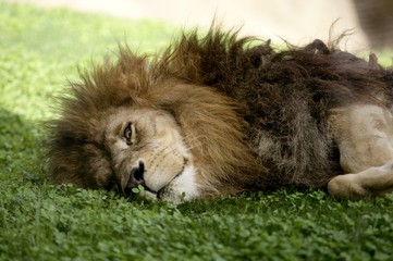 Naklejka premium Afican male lion
