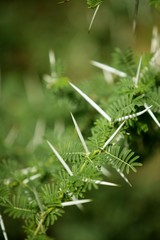 Acacia tree detail with stings