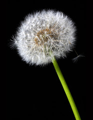 dandelion in the wind