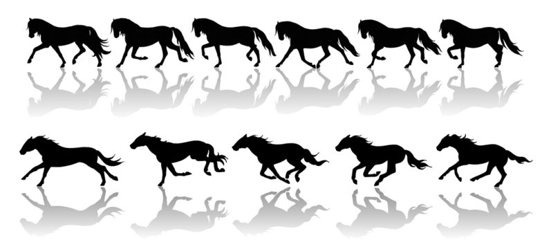 andature del cavallo