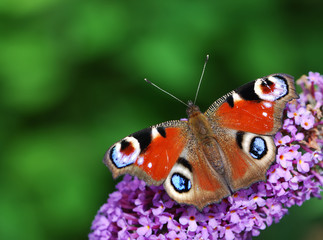 Peacock butterfly