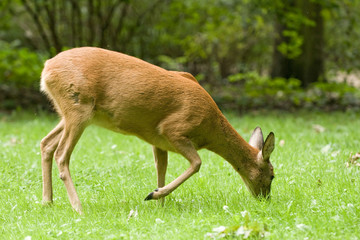 European Roe Deer