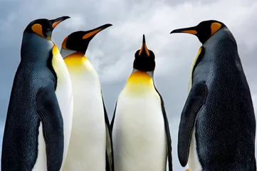 Abwaschbare Fototapete Antarktis 4 Königspinguine