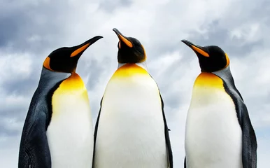 Abwaschbare Fototapete Antarktis Drei Königspinguine
