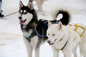 coppia di husky sulla neve © giemmephoto