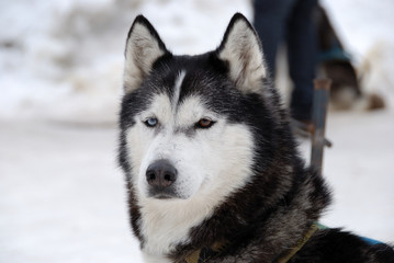 Obraz premium husky