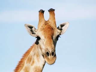 Schau mir in die Augen, Giraffe