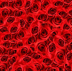 Over view of large beautiful red roses