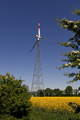 Windkraftanlage mit Rapsfeld