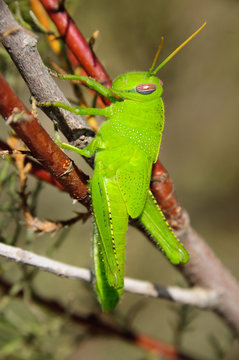 saltamontes verde