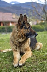 Fototapete bei efototapeten.de bestellen   