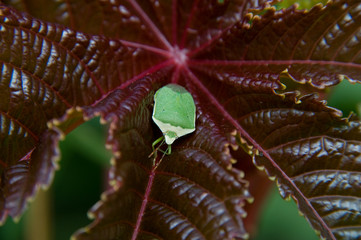 verde y morado