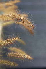 Obraz premium Fluffy grass on a blue background.