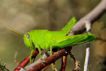 saltamonte posando