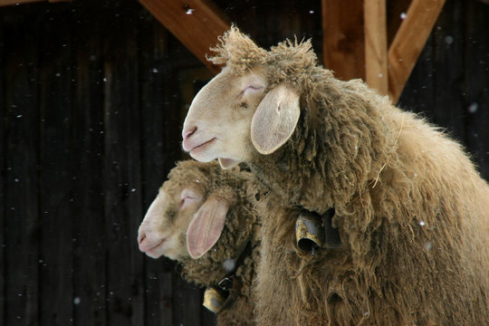 Schafe und Schneeflocken