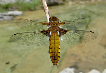 Libellule