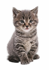 Kitten