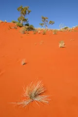 Fototapeten Rote Wüstensanddüne Australien © John White Photos