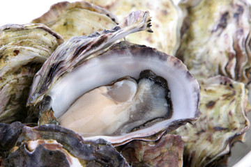 Oyster in shell