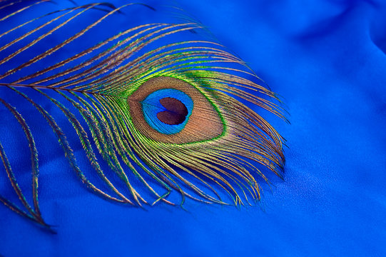 Fototapeta Peacock feather